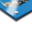 Great Blue Haron Fraser River Fort Langley 3 Acrylic print