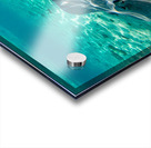 Sting rays Acrylic print