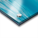 Black Tip Shark Acrylic print