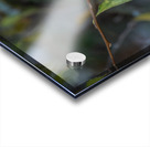 Rufous Hummingbird 3 Impression Acrylique