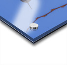 Rufous Hummingbird Acrylic print