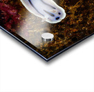 Willan s Chromodoris Nudibranch Mukilteo Washington USA Impression Acrylique