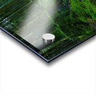 Trail in the woods Acrylic print