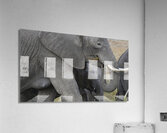 African grey elephants Amboseli National Park Kenya Acrylic Print