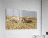 African elephant Amboseli National Park Kenya Acrylic Print