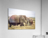 African elephants Amboseli National Park Kenya Acrylic Print
