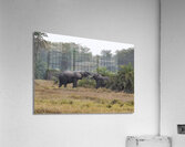  Elephants Amboseli National Park Kenya Impression acrylique