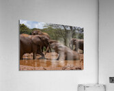 Orphaned elephants rehab center Sheldrick wildlife Impression acrylique