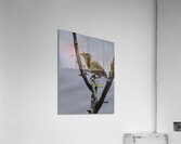 Little weaver Acrylic Print