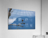 Great blue heron Pitt lake B.C Acrylic Print