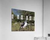 Augur Buzzard Lake Nakuru Lodge Africa  Acrylic Print