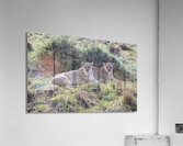 Ashnil Masai Mara Acrylic Print