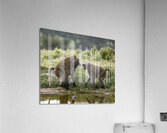 Baboons Lake Nakuru kenya Acrylic Print