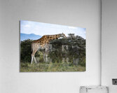 Giraffe Lake Nakuru kenya Acrylic Print