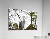 Great blue heron Chilliwack B.C Acrylic Print