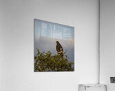 Hawk Lake Nakuru kenya Acrylic Print