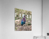 Iilac breasted roller Impression acrylique