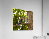Grey headed kingfisher Amboseli National Park Kenya Acrylic Print