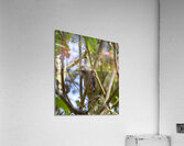 Speckled mousebird Sweetwaters kenya Impression acrylique