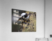 Southernwhite crowned shrike Sweetwaters kenya Acrylic Print