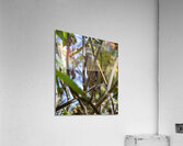 Speckled mousebird Sweetwaters kenya Acrylic Print