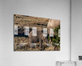African elephant Acrylic Print