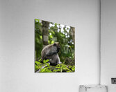 Monkey Forest Bali Acrylic Print