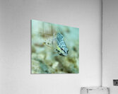 Blenny  Acrylic Print