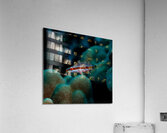 Speckled Maori Wrasse Milolii dock Kona Hawaii Impression acrylique