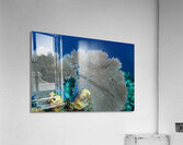 Fan coral Acrylic Print