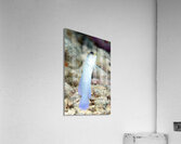 Yellowhead Jawfish Acrylic Print