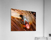 Clown Fish Philippines Acrylic Print