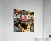 Scalyhead sculpin Keystone jetty Washington state  Acrylic Print