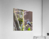 Anns hummingbird perched on a branch Acrylic Print