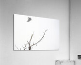 Eagle soaring over a tree Impression acrylique