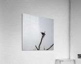 Eagle perched on top of a tree Acrylic Print