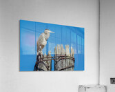 Great Blue Haron Fraser River Fort Langley 3 Acrylic Print