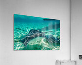 Sting rays Acrylic Print