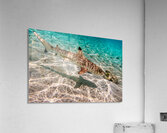 Black Tip Shark 3 Acrylic Print