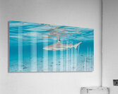 Black Tip Shark Acrylic Print