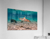 Black Tip Shark 2 Acrylic Print