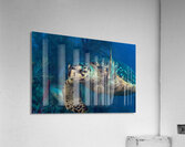 Hawksbilled turtle  Acrylic Print