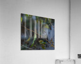 Rufous Hummingbird 3 Impression acrylique