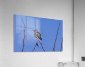 Rufous Hummingbird Acrylic Print