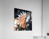 Fish eating anemone Mukilteo Washington USA Acrylic Print