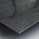 African grey elephants Amboseli National Park Kenya Metal print