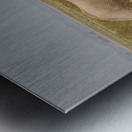 African elephant Amboseli National Park Kenya Metal print