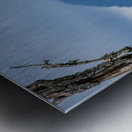 Great blue heron Pitt lake B.C Metal print