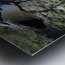 Crowned Crane Metal print