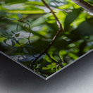 Bird of Paradise Papua New Guinea  Metal print